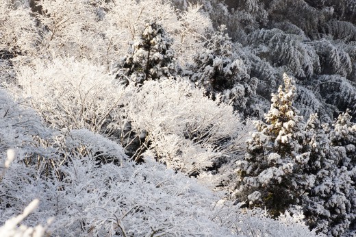 雪景色 積雪した樹木2