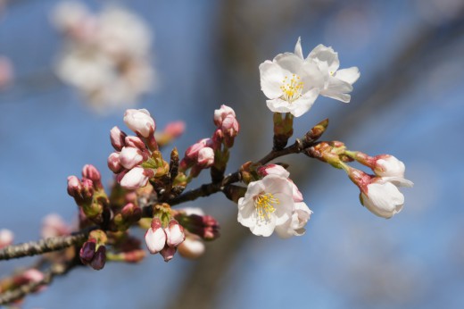 明日香村・石舞台の桜15