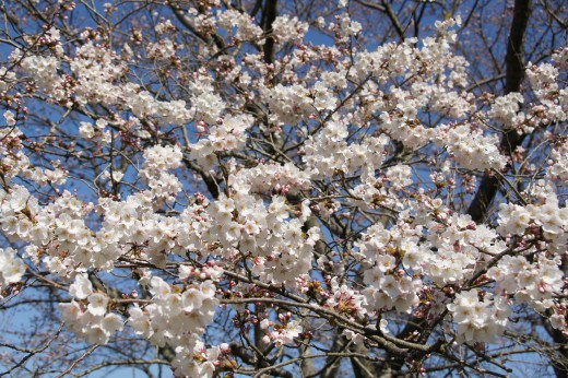 明日香村・石舞台の桜26