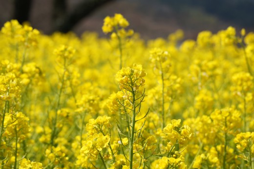 菜の花畑1