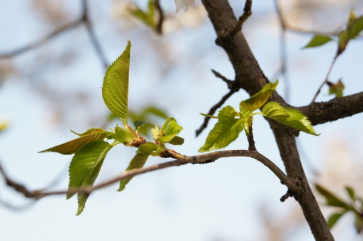 桜の葉