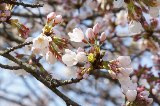 明日香村・石舞台の桜1