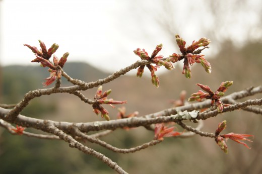 吉野・中千本の桜