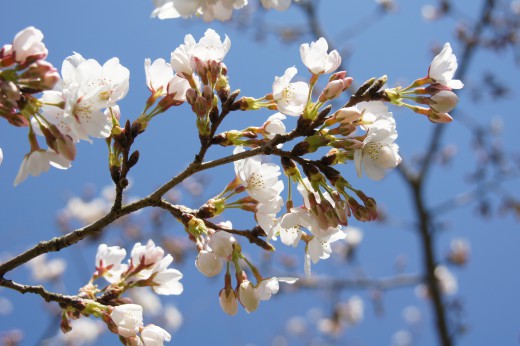 明日香村・石舞台の桜23