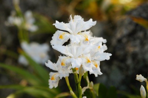 シャガの花