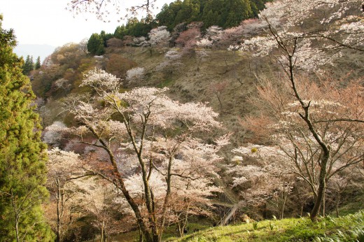 吉野・上千本の桜（4/15）