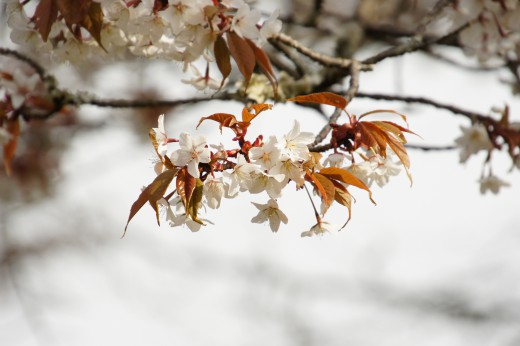 吉野・中千本の桜（4/15）