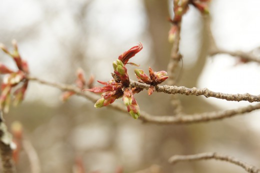 吉野・中千本の桜