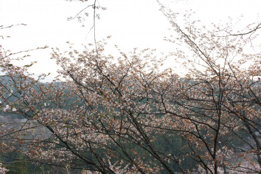 吉野・上千本の桜