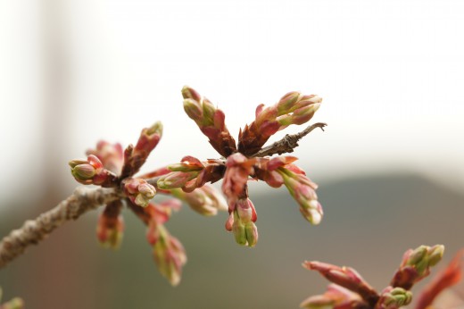 吉野・中千本の桜