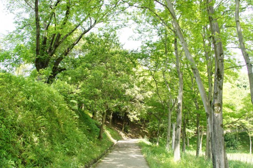 公園の散歩道1