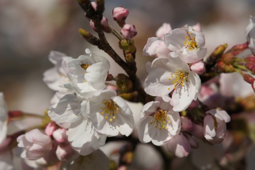 明日香村・石舞台の桜11