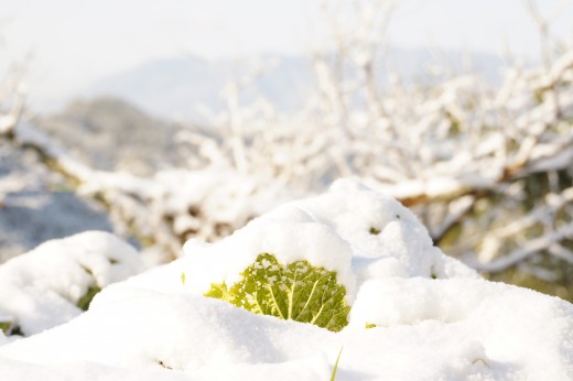 雪に埋もれた白菜