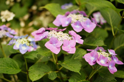 アジサイの花・紫8