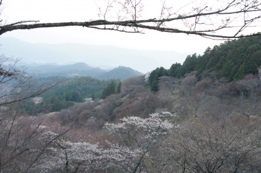 吉野・上千本の桜