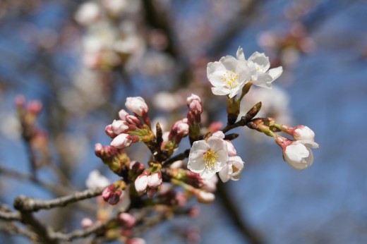 明日香村・石舞台の桜30