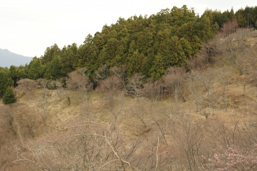 吉野・上千本の桜