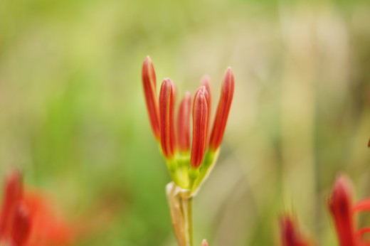 彼岸花・曼珠沙華 つぼみ1