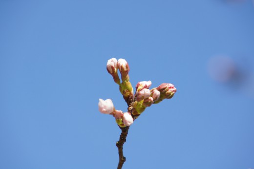 吉野・桜のつぼみ