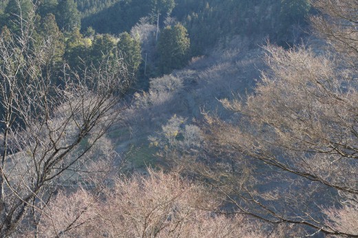 吉野・上千本から見た桜