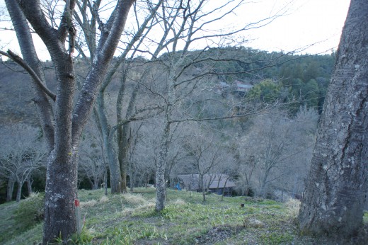 吉野・中千本の桜