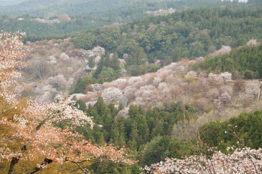 吉野・上千本付近の桜（4/15）