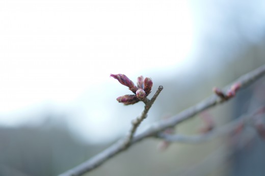 吉野・中千本の桜