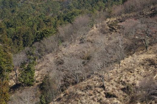 吉野・中千本の桜