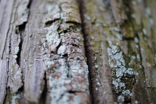 苔の生えた木肌