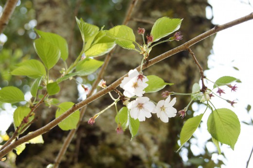 桜の葉・花