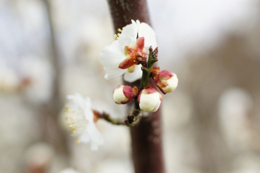 梅の花・つぼみ