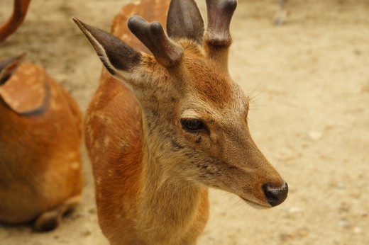 奈良の鹿・ナナメ2