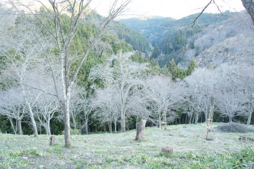 吉野・中千本の桜