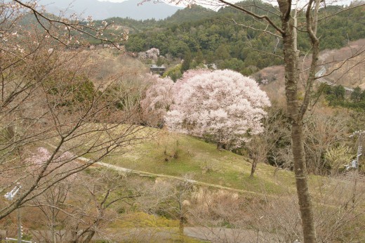 吉野・中千本の桜