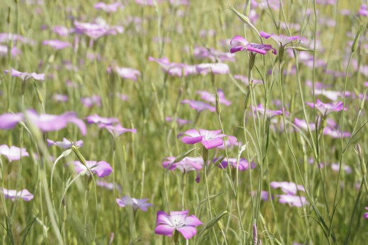 アグロステンマ（麦仙翁）の花畑1