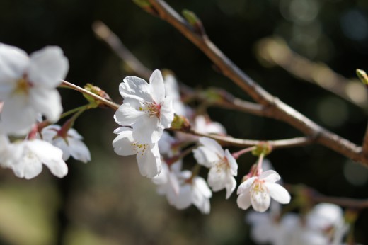 明日香村・甘樫丘の桜