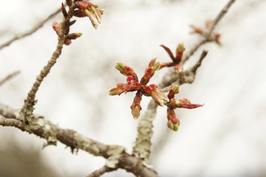 吉野・中千本の桜