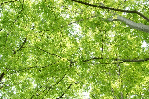 公園内の空2