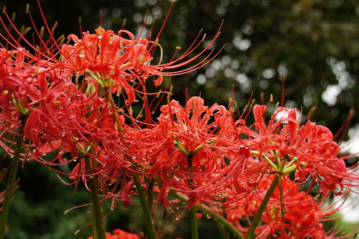 彼岸花・曼珠沙華6