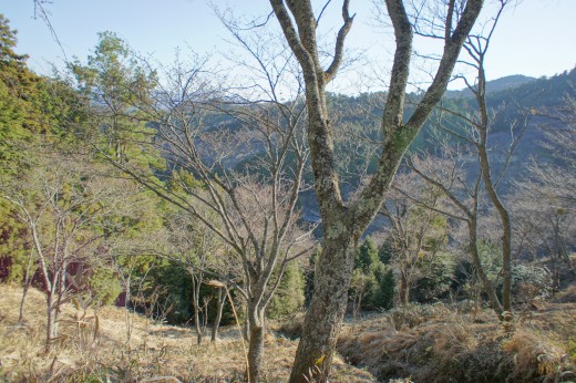 吉野の桜の木