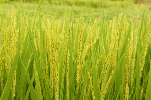 夏の稲穂