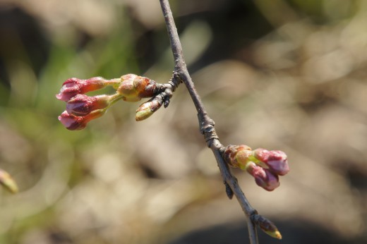 吉野・桜のつぼみ