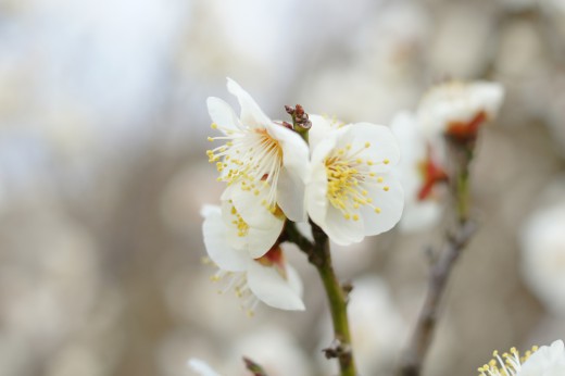 梅の花5