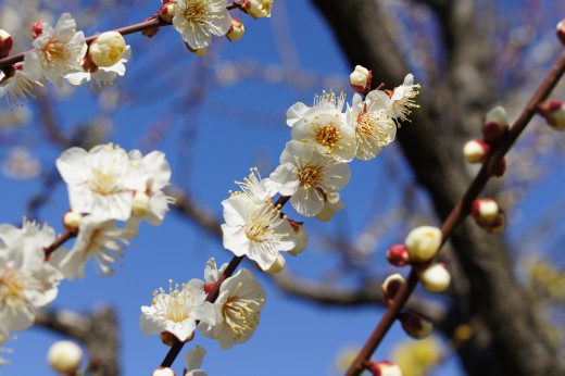 梅の花1