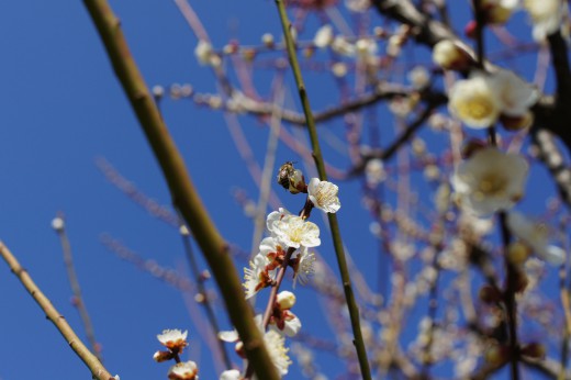 梅の木とハチ