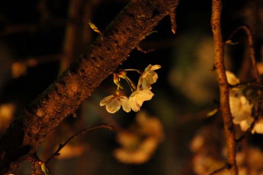 夜桜 花アップ3