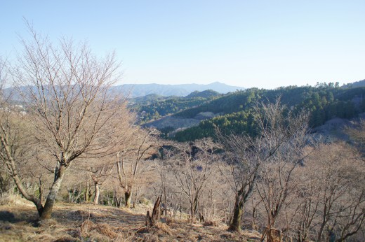 吉野・上千本の桜