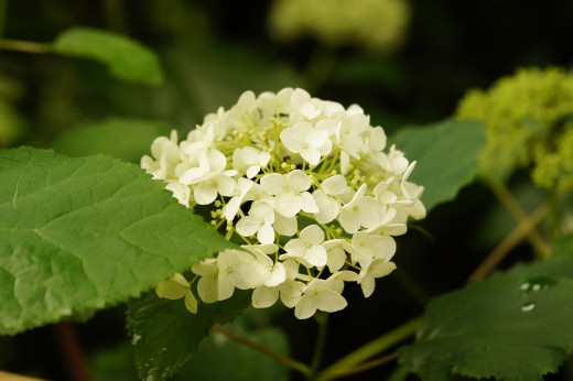 アジサイの花・黄緑2