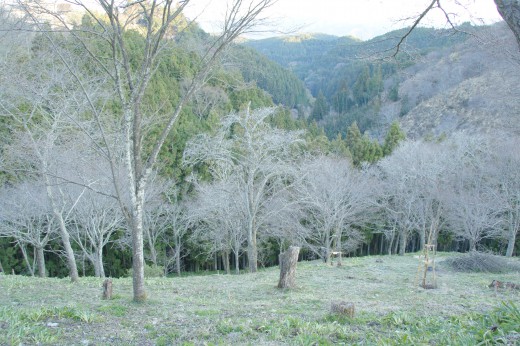 吉野・中千本の桜