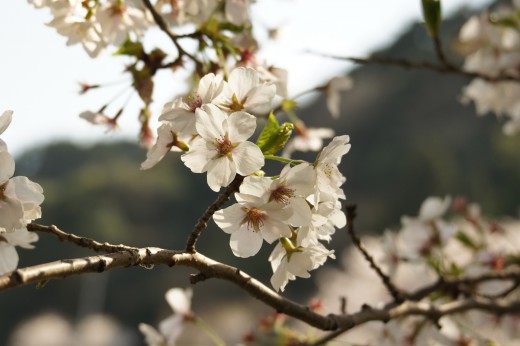 桜の花2